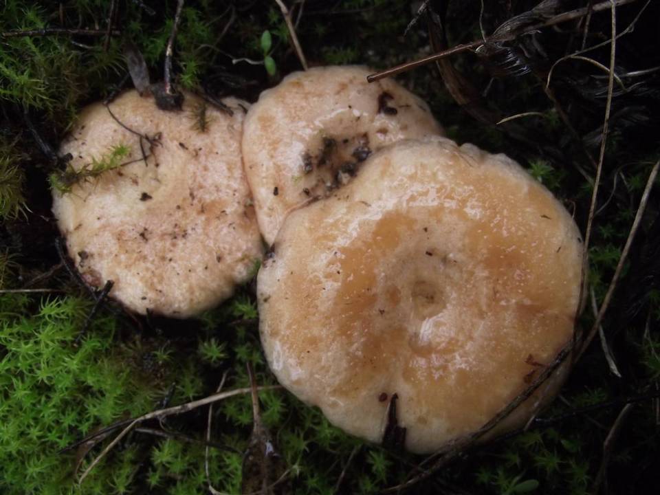 Lactarius tesquorum image
