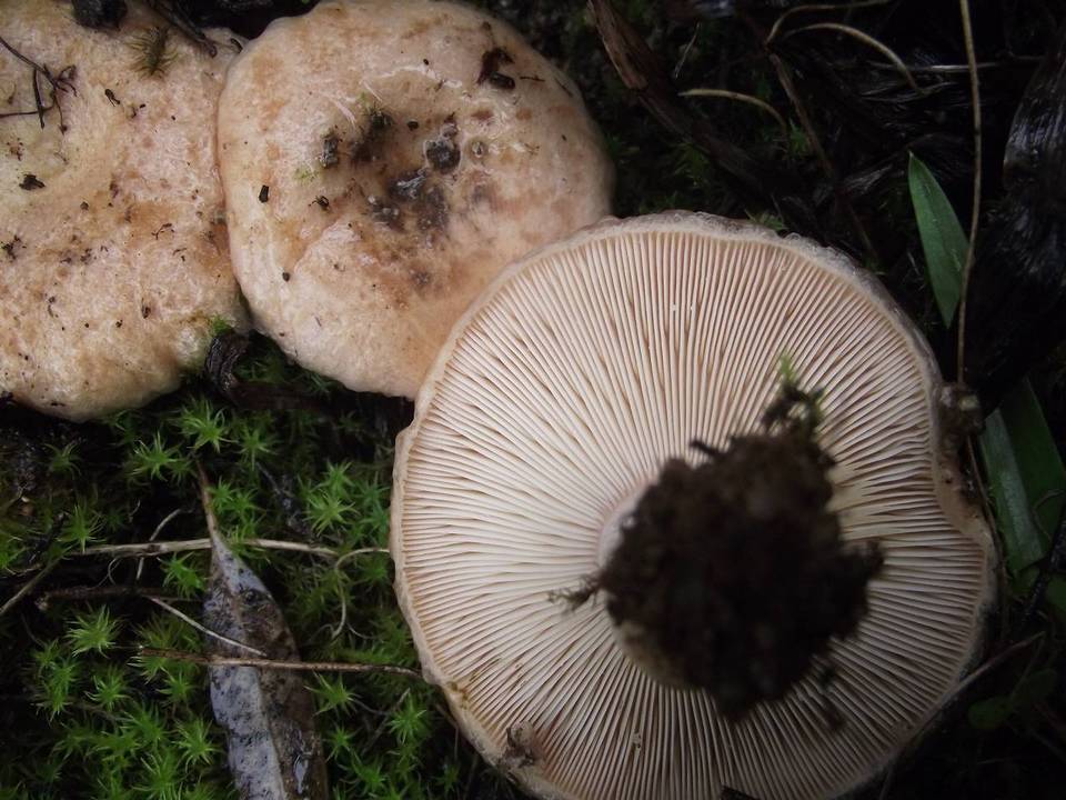 Lactarius tesquorum image