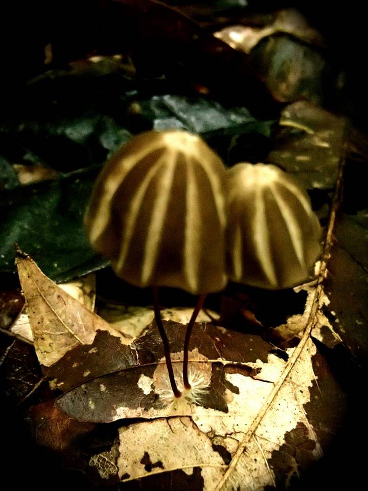 Marasmius griseoradiatus image