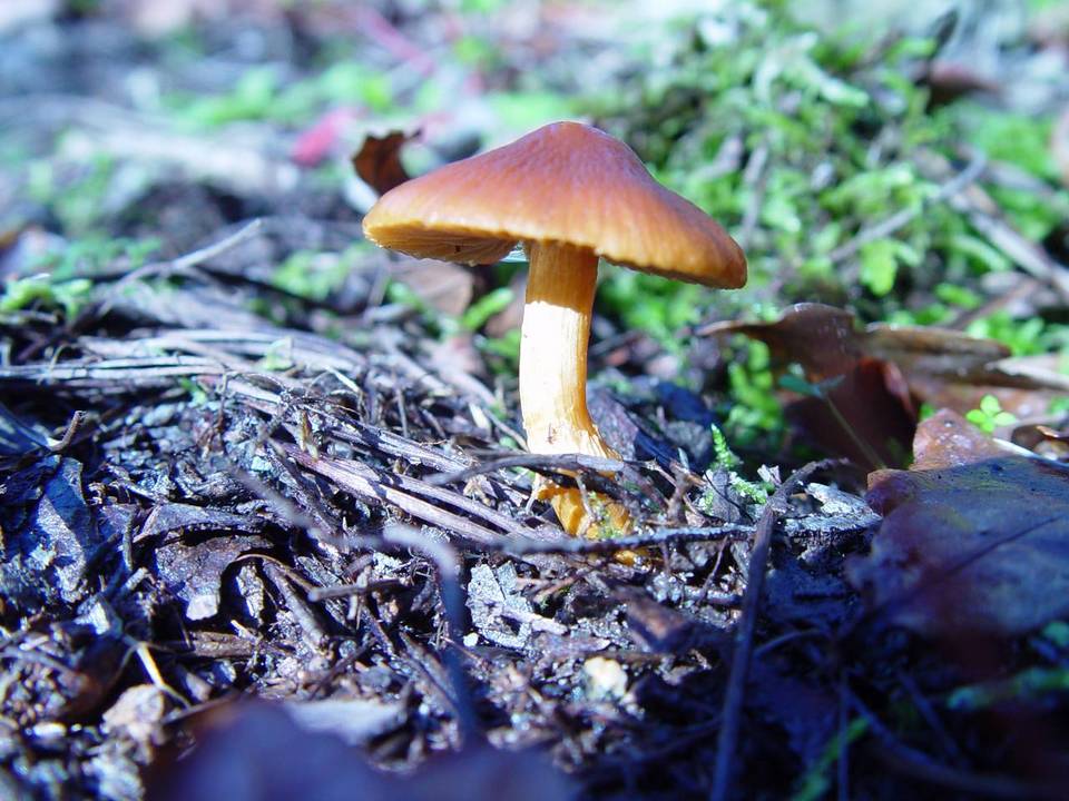 Descolea maculata image