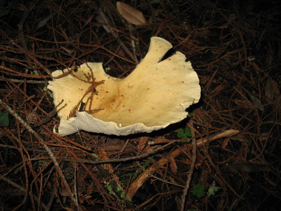 Leucopaxillus paradoxus image