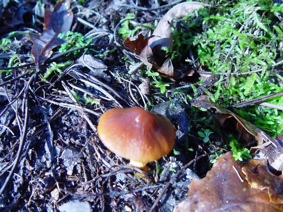 Descolea maculata image