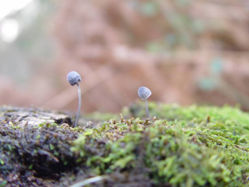Mycena pseudocorticola image