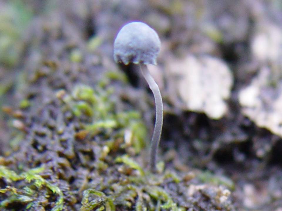 Mycena pseudocorticola image