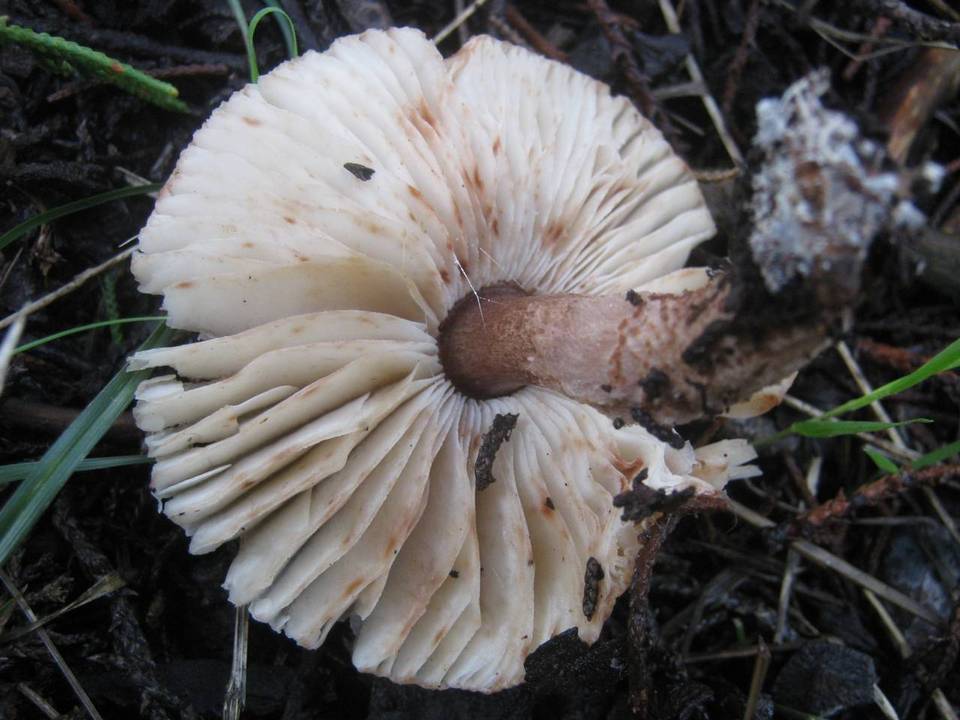 Lepiota brunneoincarnata image