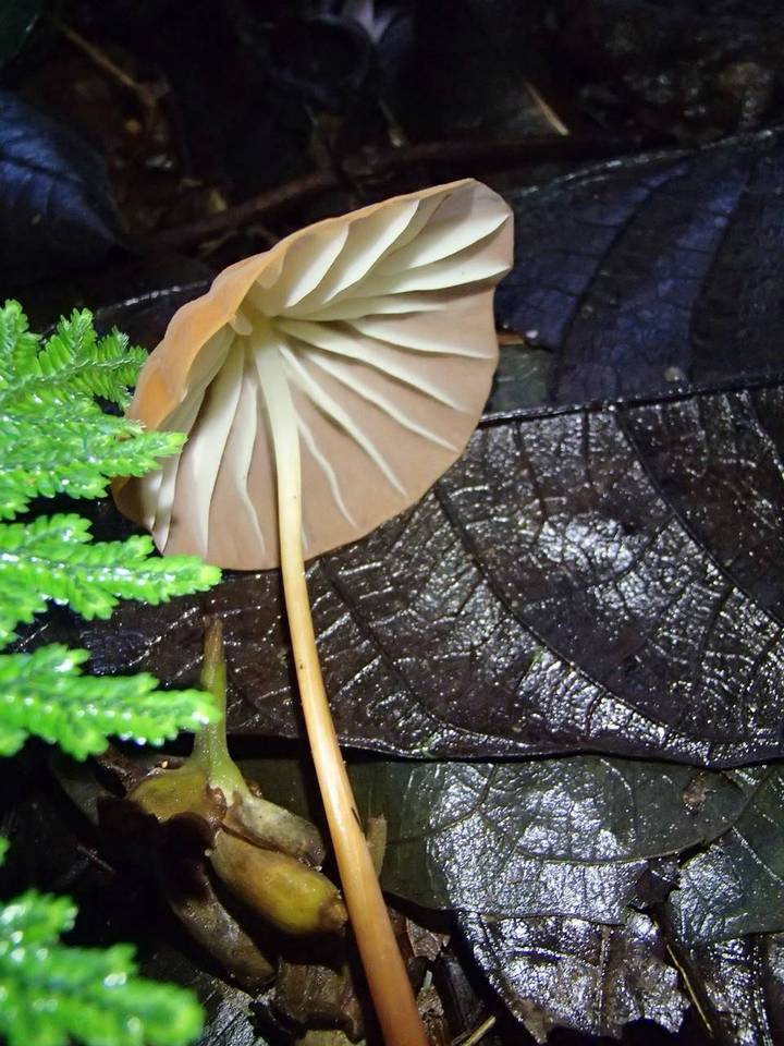 Marasmius rhabarbarinus image
