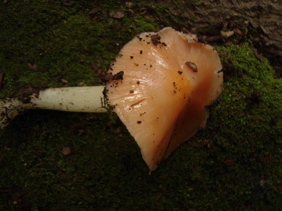 Hygrocybe calyptraeformis image