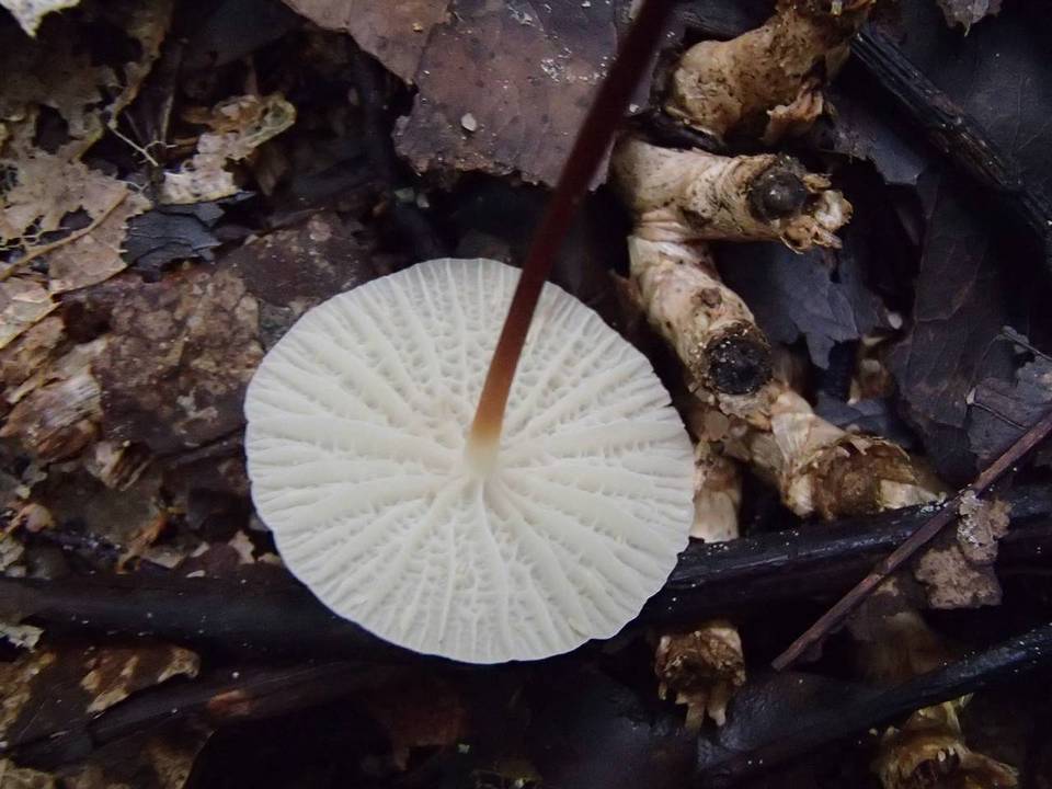 Marasmius cohortalis var. hymeniicephalus image