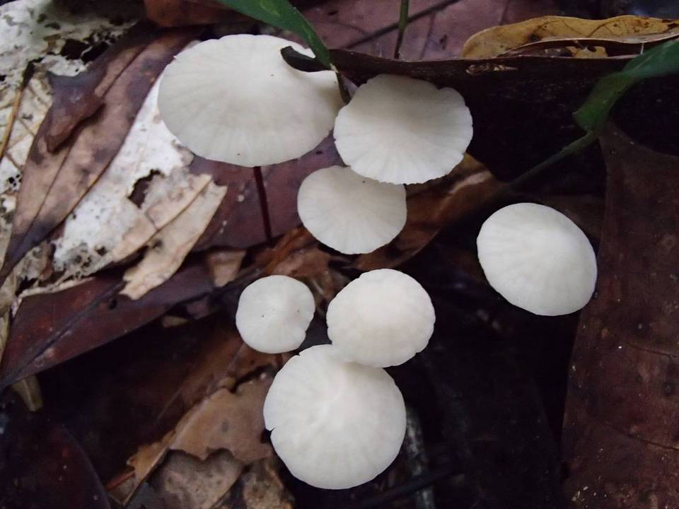 Marasmius cohortalis var. hymeniicephalus image