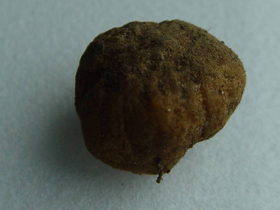 Terfezia alsheikhii image