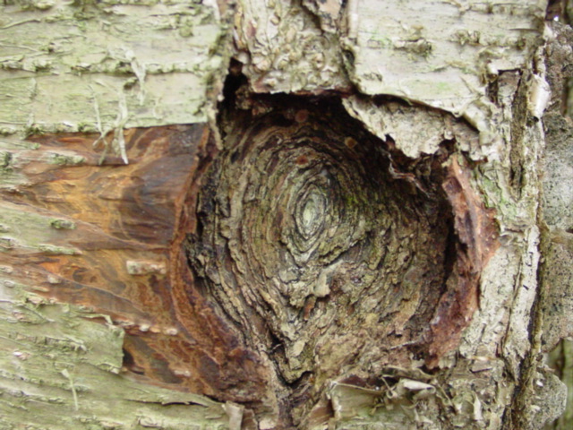Neonectria galligena image