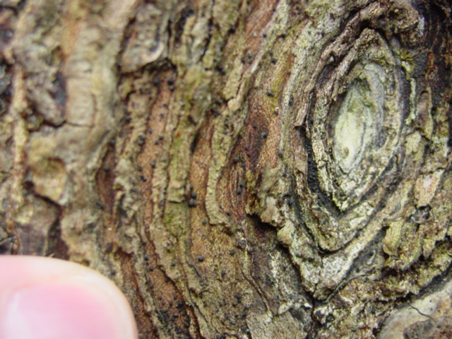 Neonectria galligena image