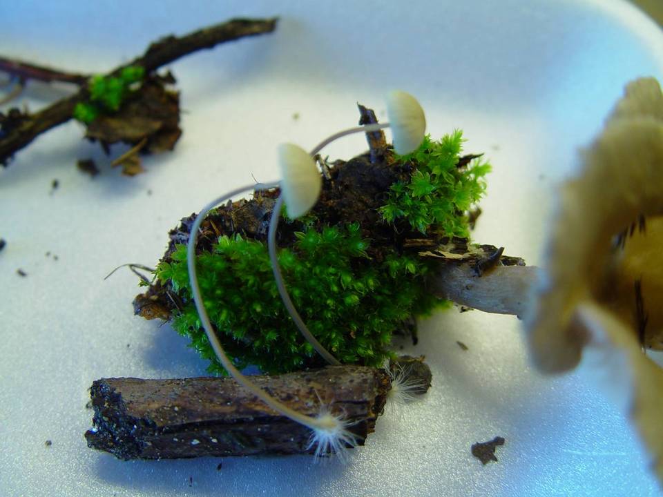 Mycena arcangeliana image