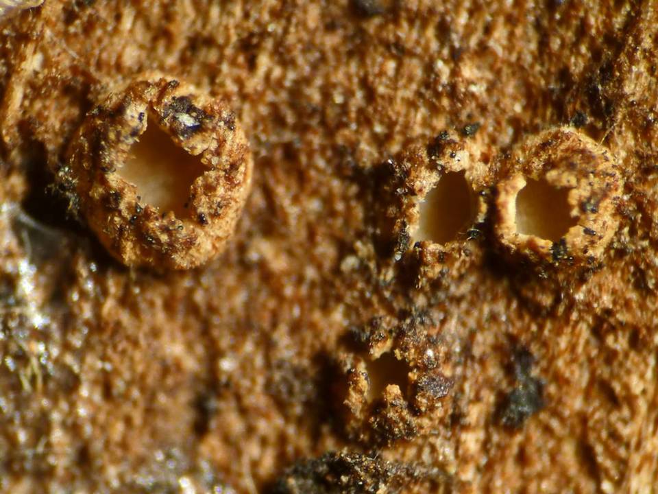 Karstenia idaei image