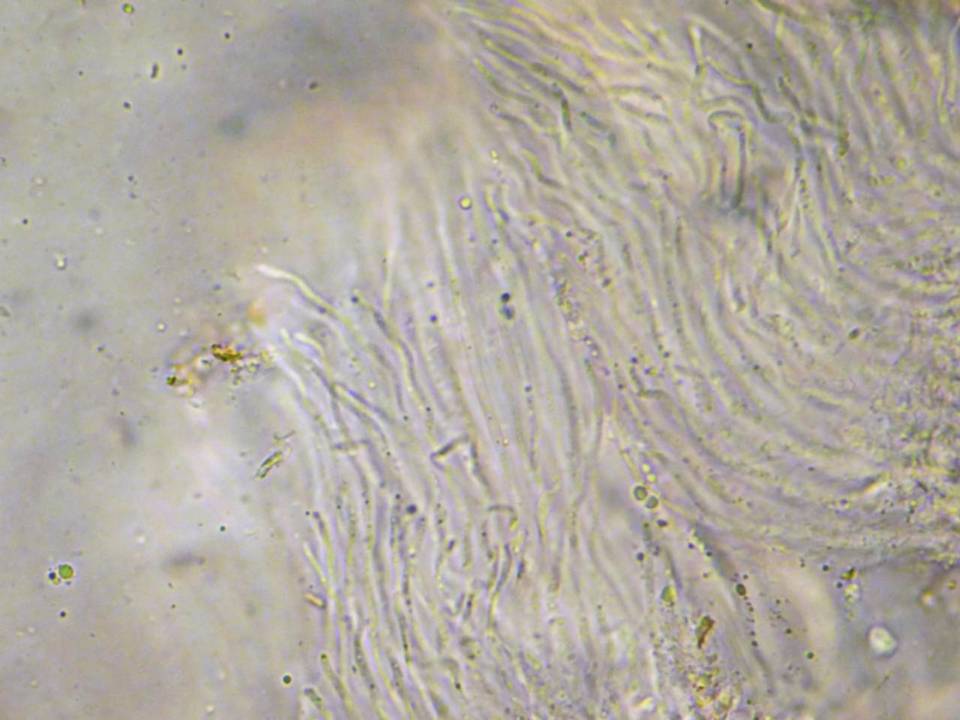 Karstenia idaei image