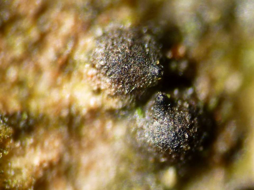 Ceratosphaeria lampadophora image