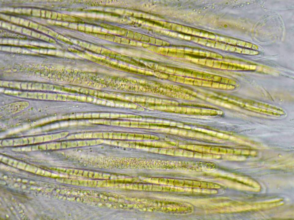 Ceratosphaeria lampadophora image