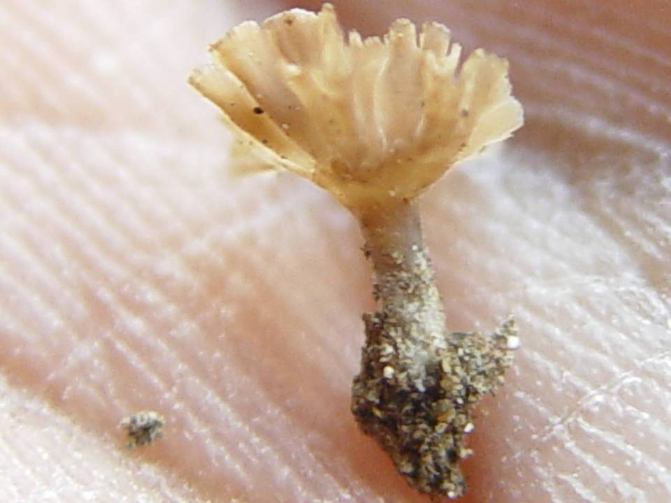 Cotylidia undulata image