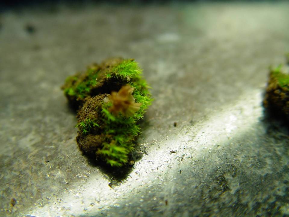 Cotylidia undulata image