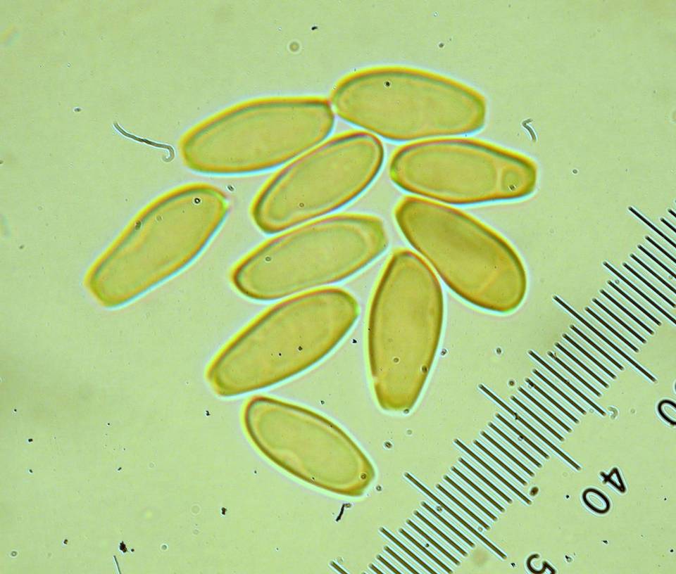 Boletus amylosporus image