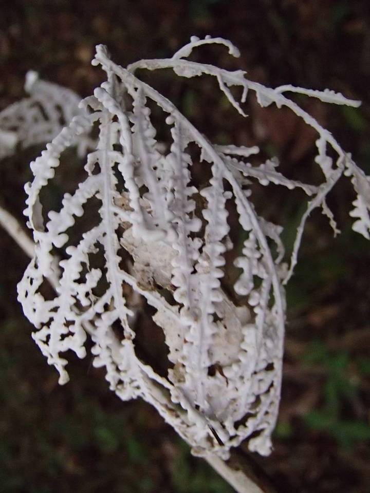 Brunneocorticium corynecarpon image