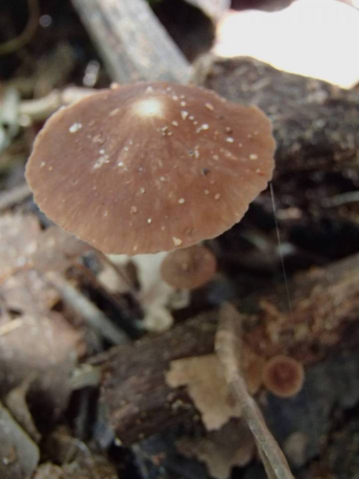 Gymnopus collybioides image