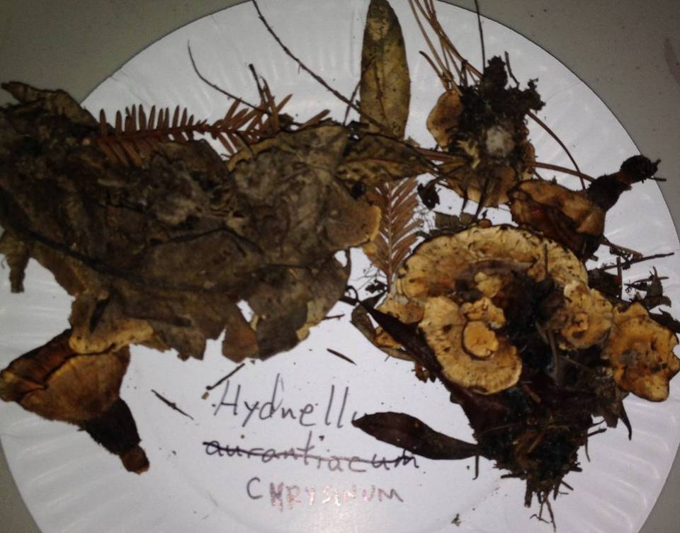 Hydnellum chrysinum image