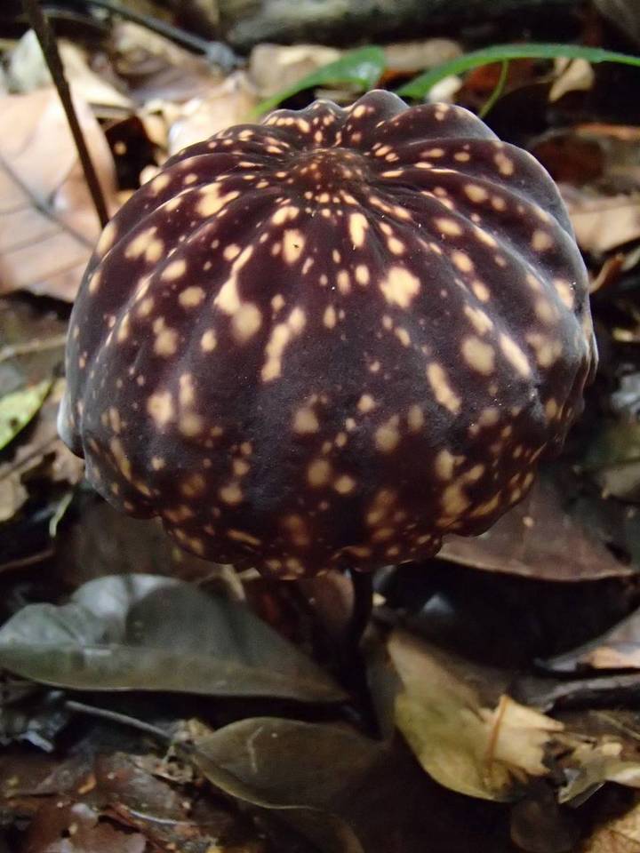 Marasmius amazonicus image