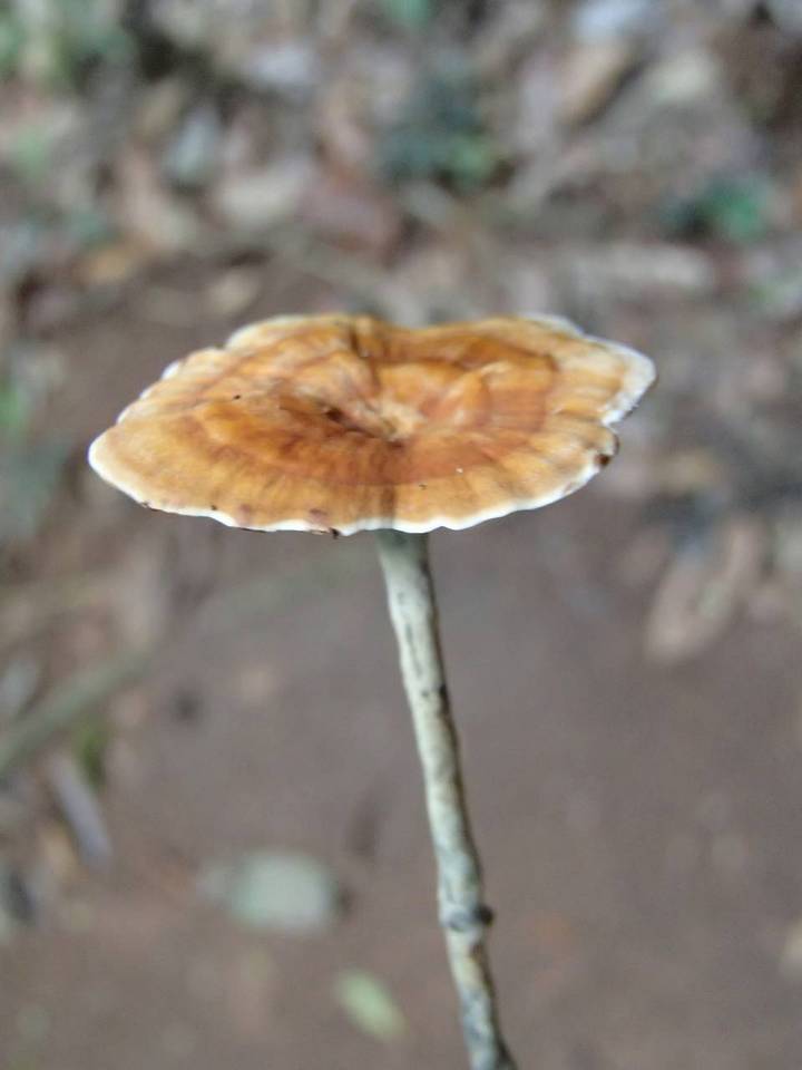 Amauroderma camerarium image