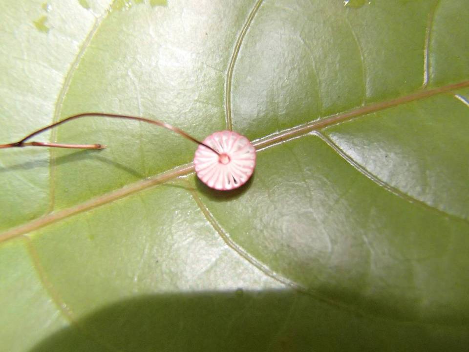 Marasmius hippiochaetes image