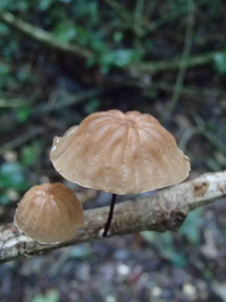 Marasmius helvoloides image