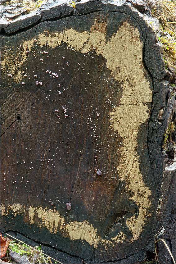 Merismodes anomalus image