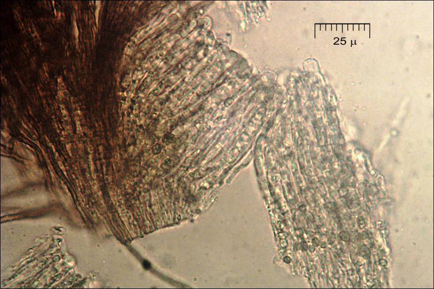 Merismodes anomalus image
