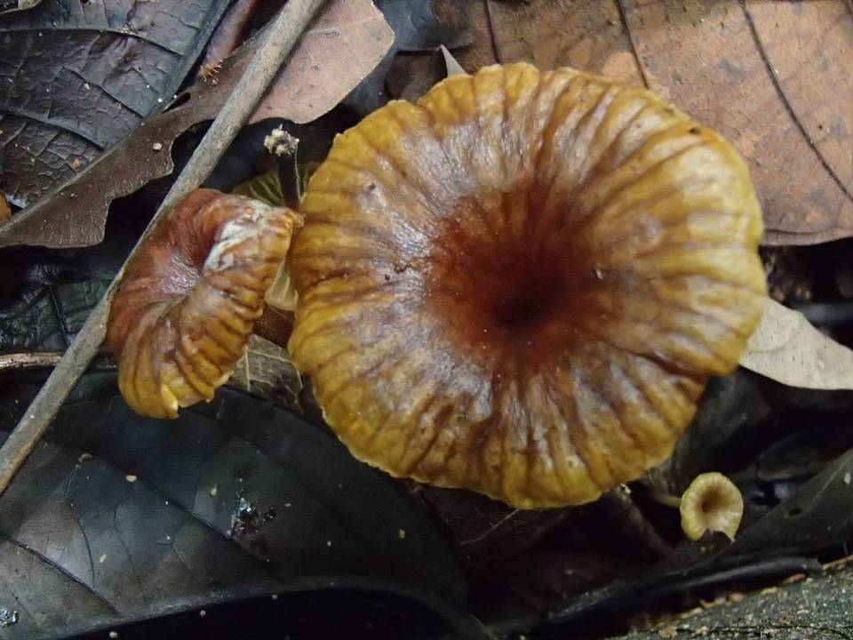 Gerronema cyathiforme image