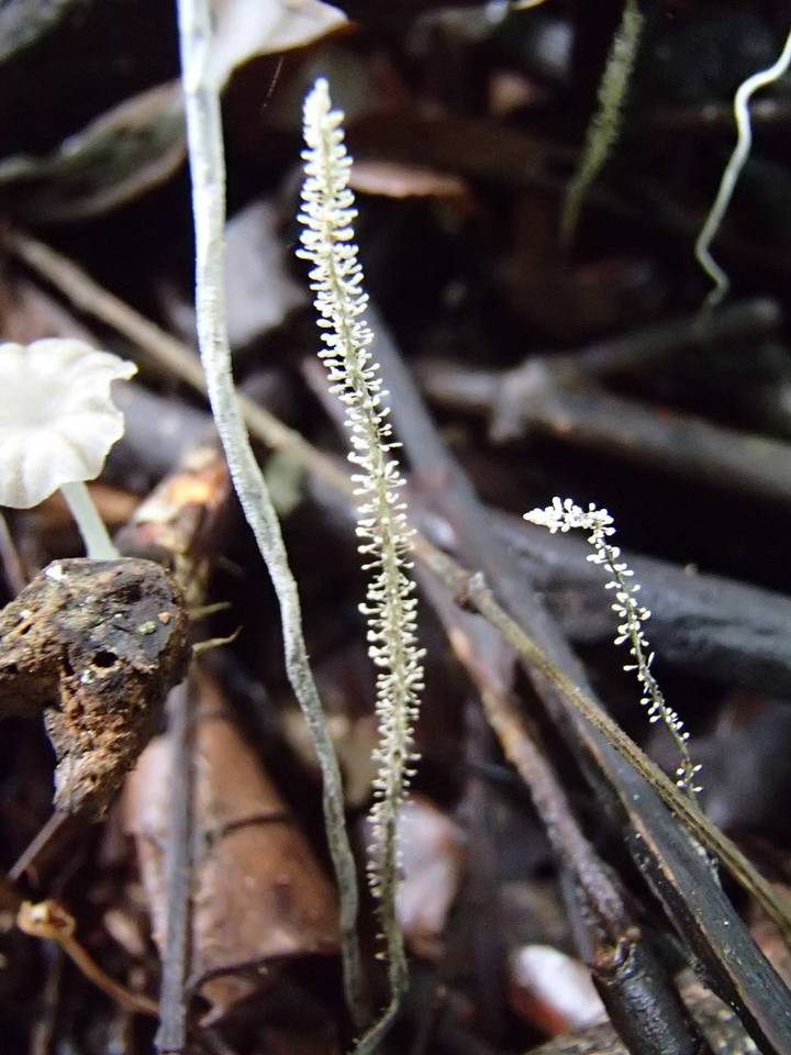 Xylaria moelleroclavus image