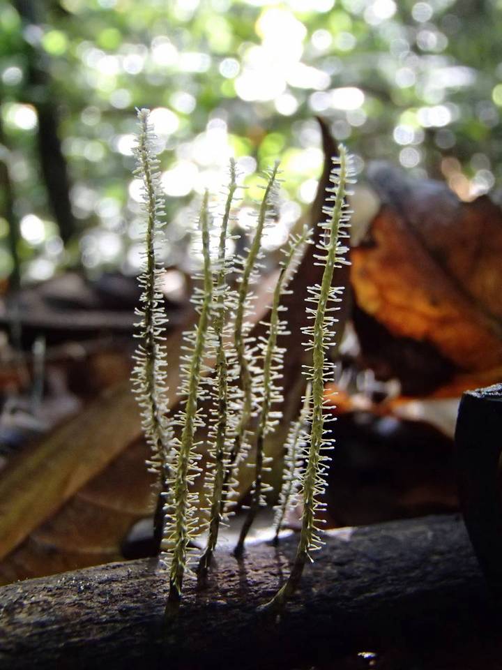 Xylaria moelleroclavus image