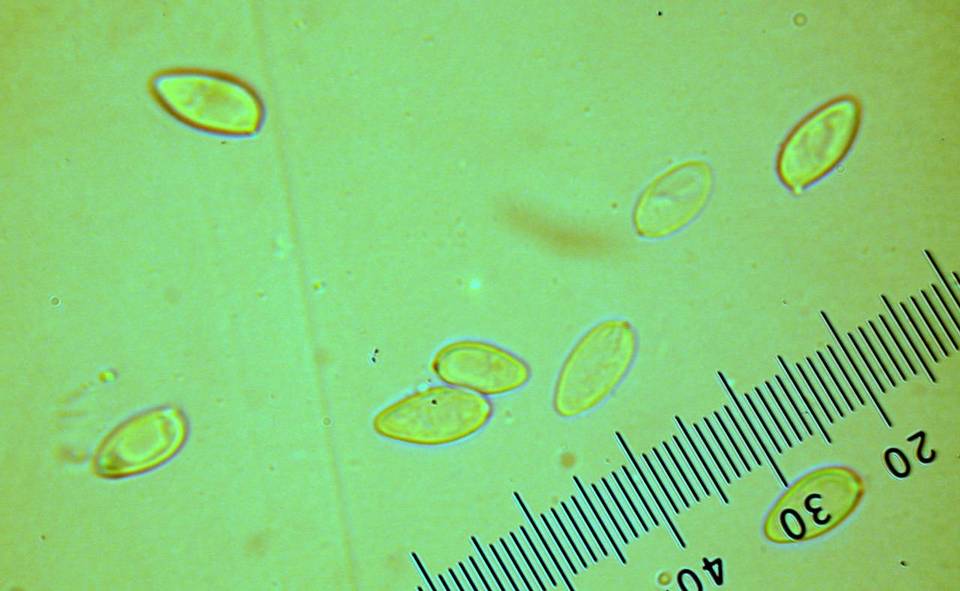 Tylopilus williamsii image