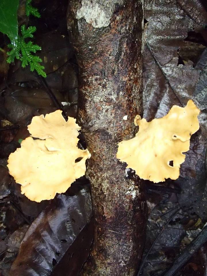 Polyporus grammocephalus image