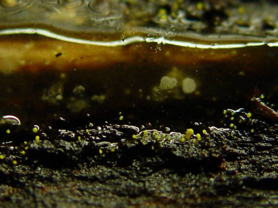 Dendrodochium citrinum image