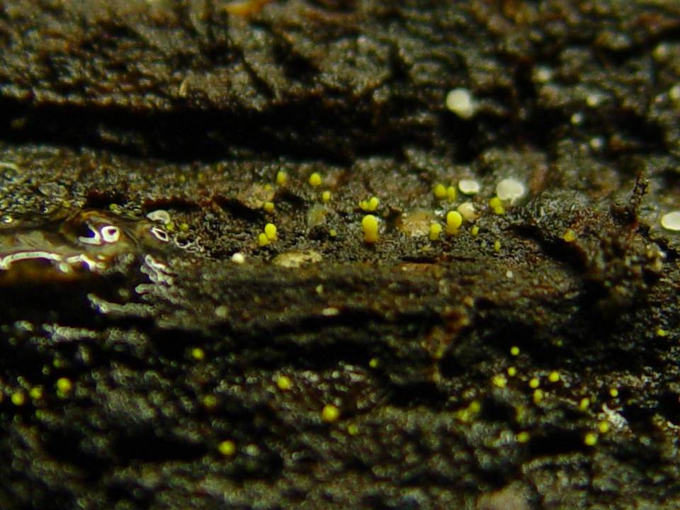 Dendrodochium citrinum image