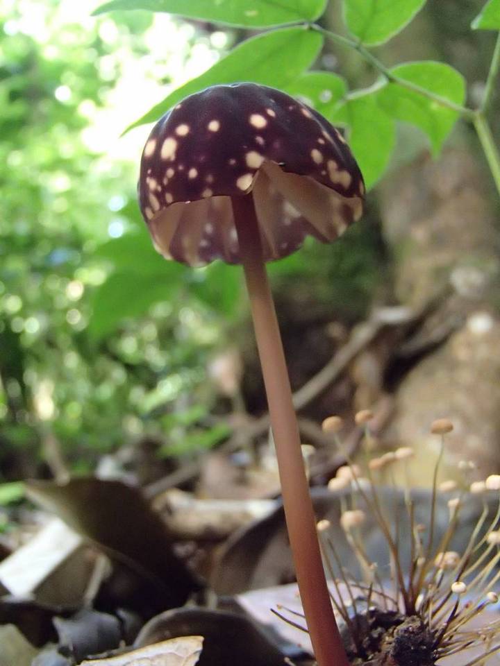 Marasmius amazonicus image