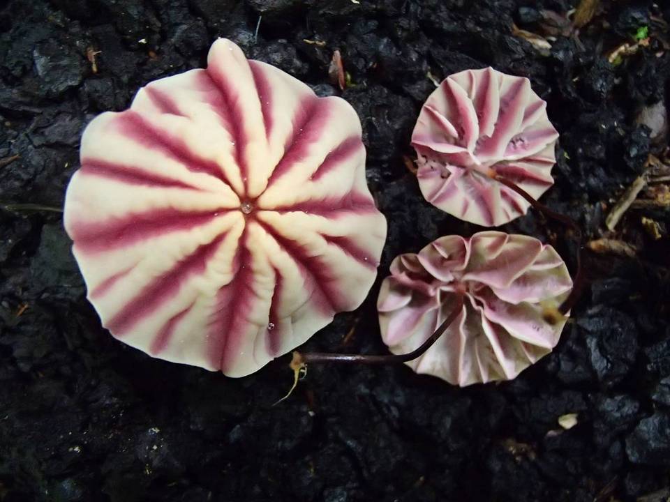 Marasmius tageticolor image