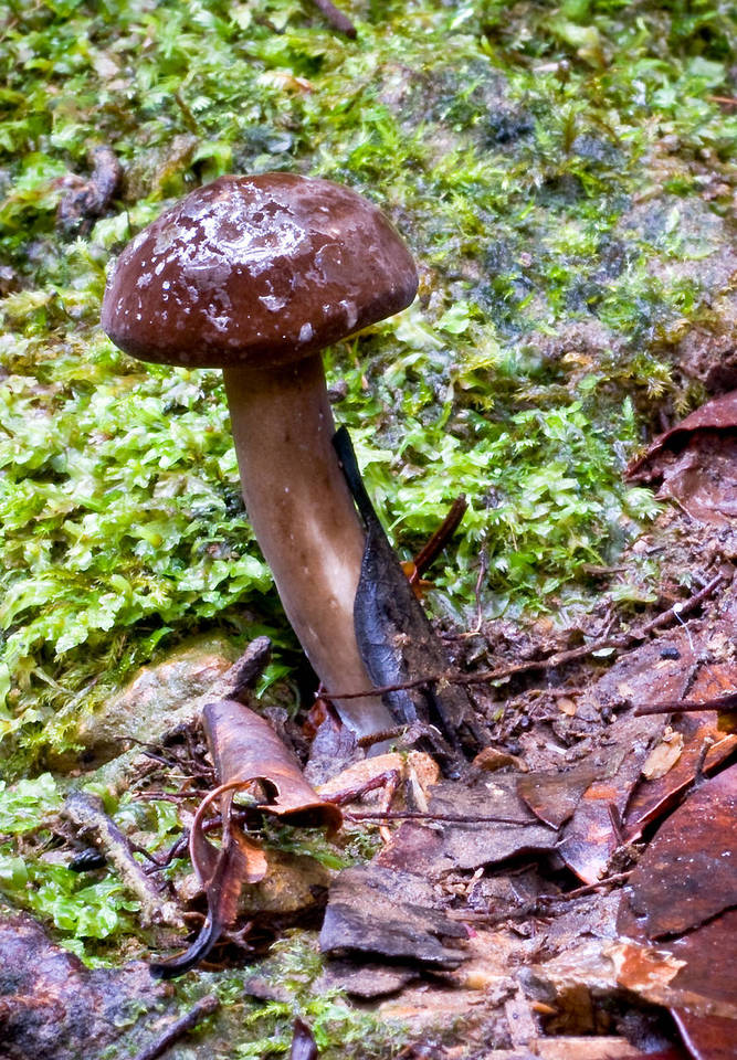 Lactarius wirrabara image