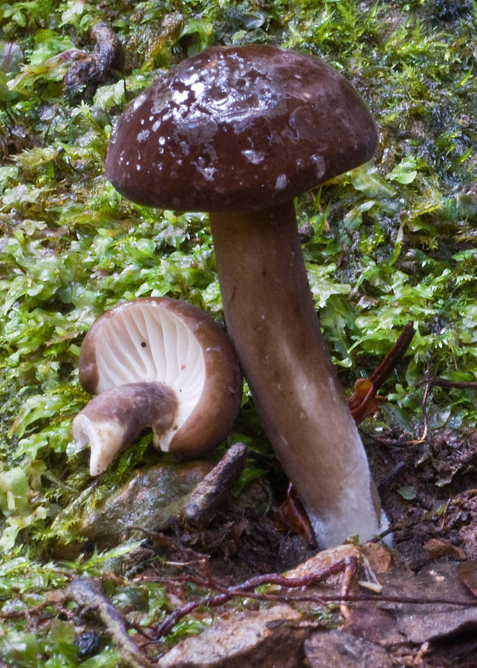 Lactarius wirrabara image
