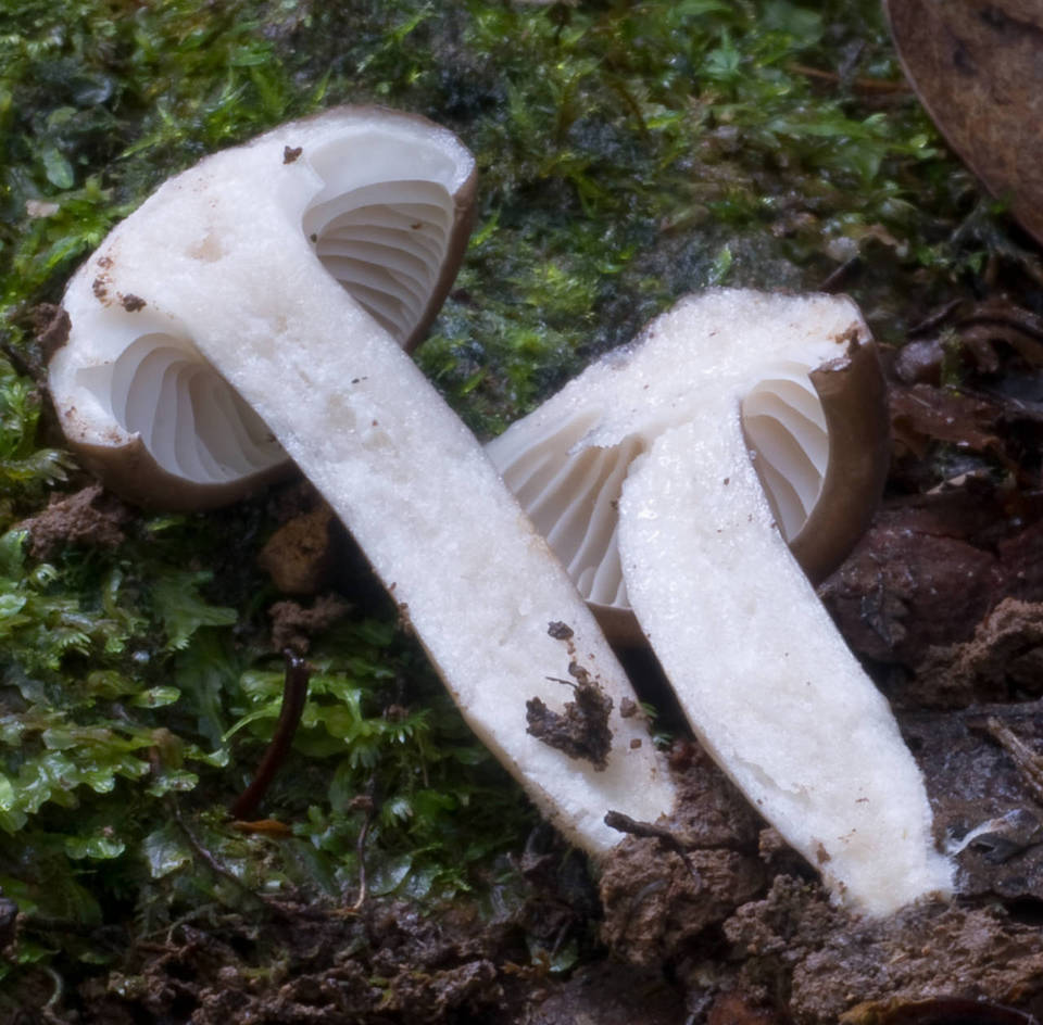 Lactarius wirrabara image