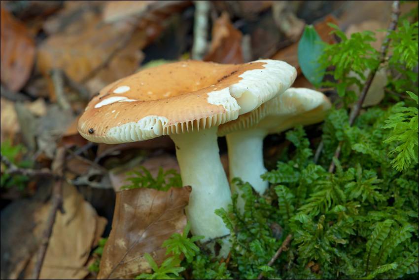 Russula risigallina image