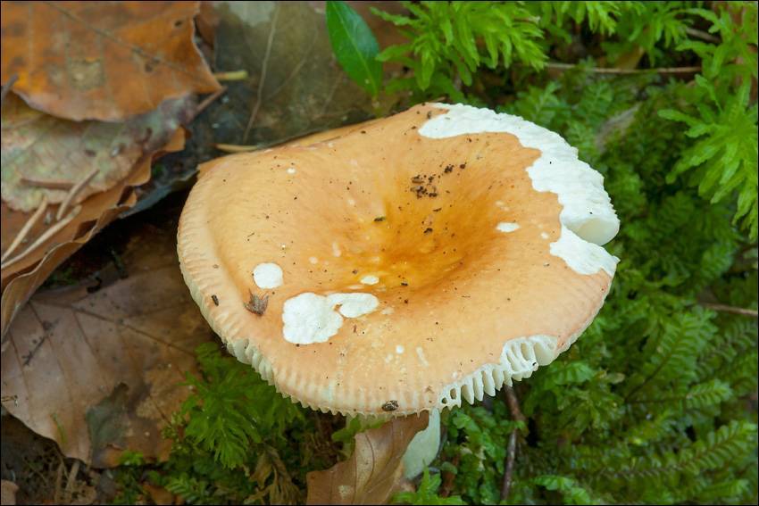 Russula risigallina image