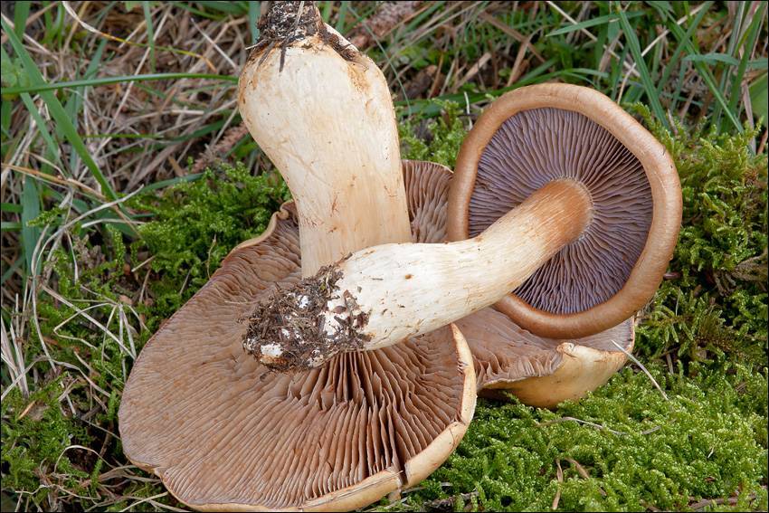 Cortinarius varius image