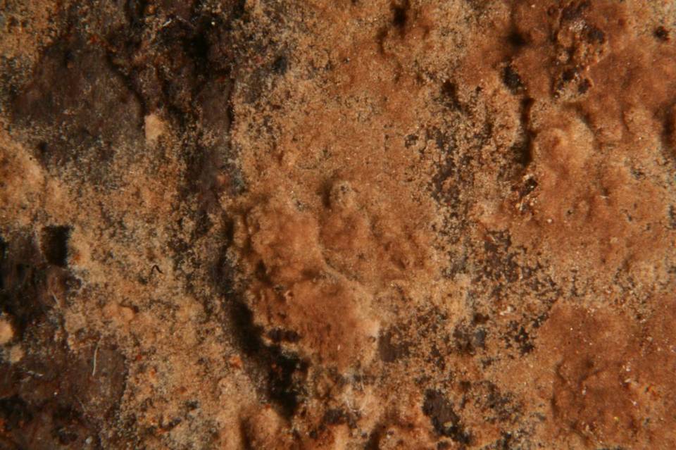 Tomentella terrestris image
