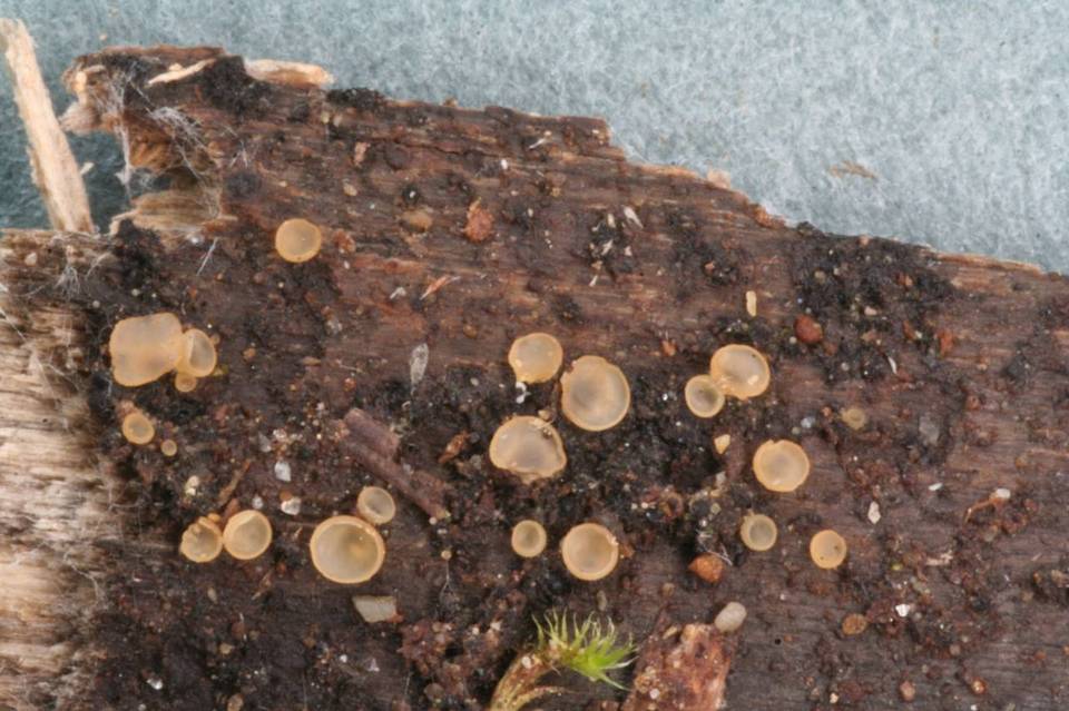 Hyalorbilia inflatula image